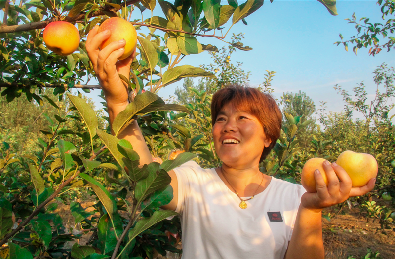 濮陽(yáng)范縣唱響豐收贊歌_fororder_圖片8
