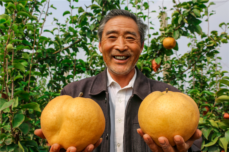 濮陽(yáng)范縣唱響豐收贊歌_fororder_圖片5